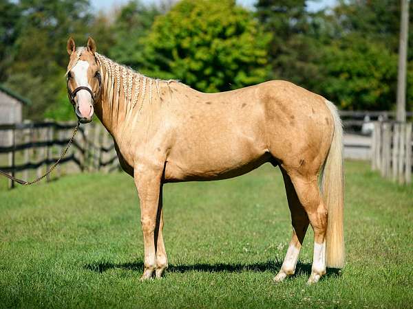 athletic-paint-horse