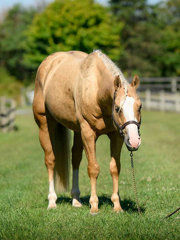 ranch-work-paint-horse