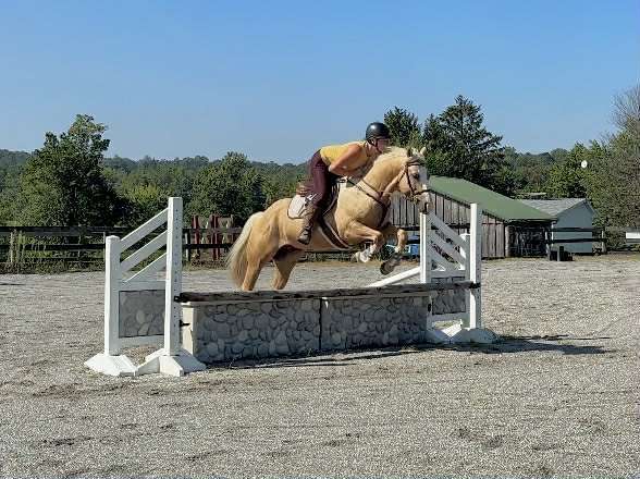 ridden-english-paint-horse