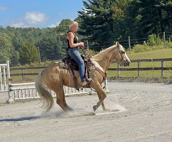 palomino-paint-gelding