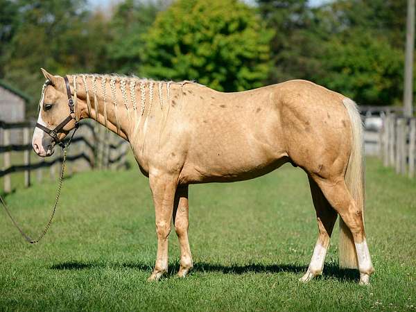ridden-western-paint-horse
