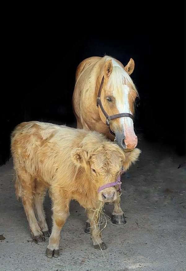 trail-paint-horse