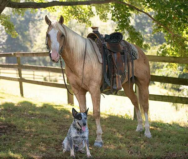 trail-riding-paint-horse