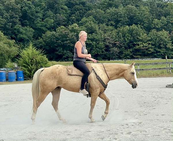 palomino-all-around-horse