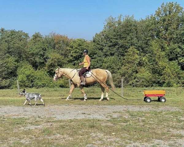 palomino-athletic-horse