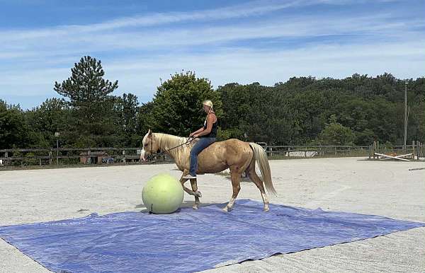 ranch-paint-horse