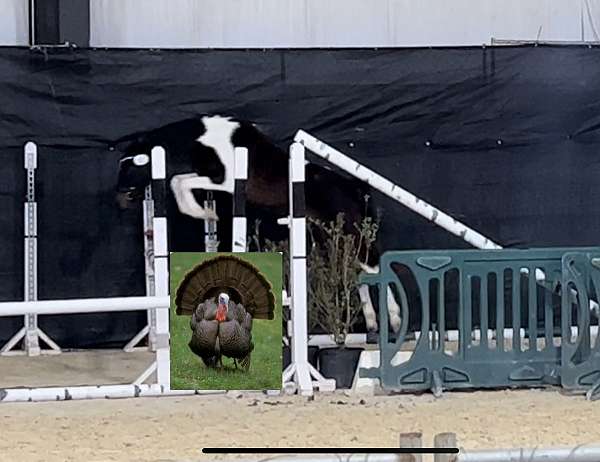all-around-irish-draught-pony