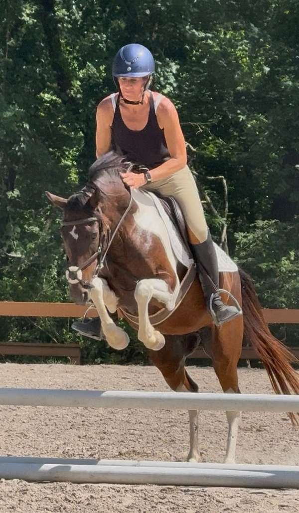 athletic-irish-draught-pony