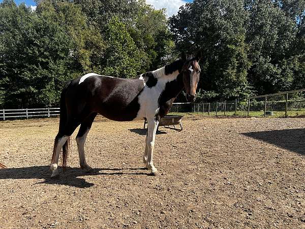 champion-irish-draught-pony