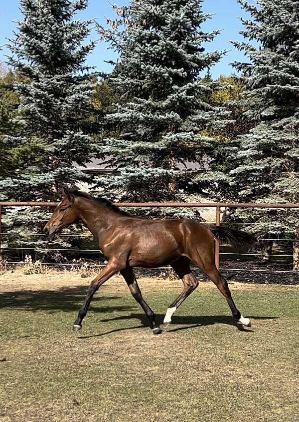 calibre-dutch-warmblood-horse