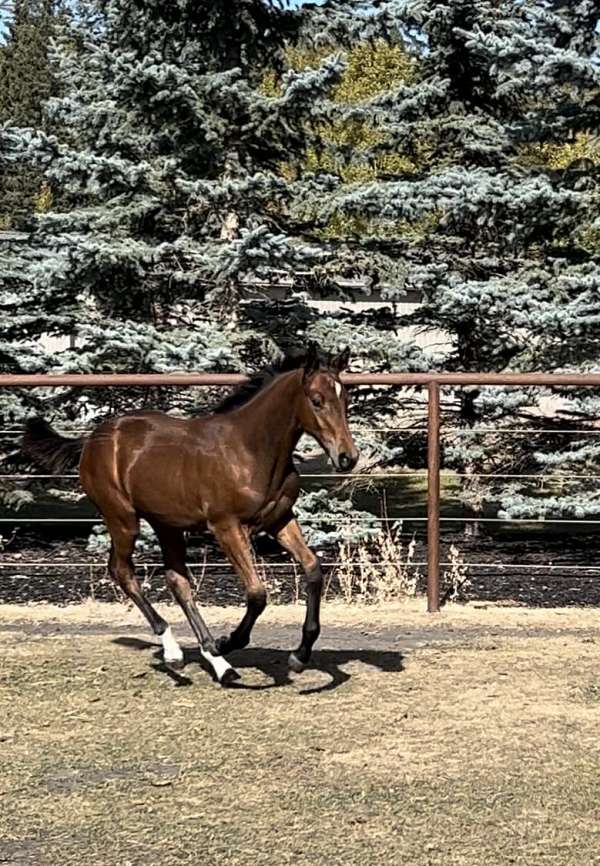 comes-dutch-warmblood-horse