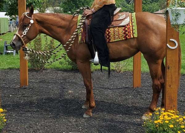 all-around-quarter-horse