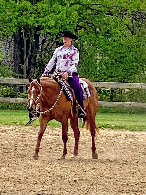 english-pleasure-quarter-horse