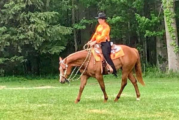 ridden-english-quarter-horse