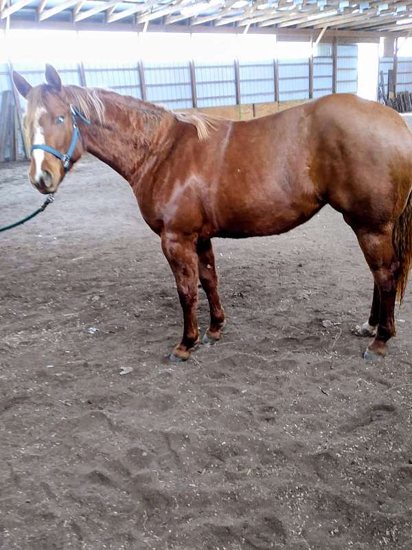 flashy-quarter-horse
