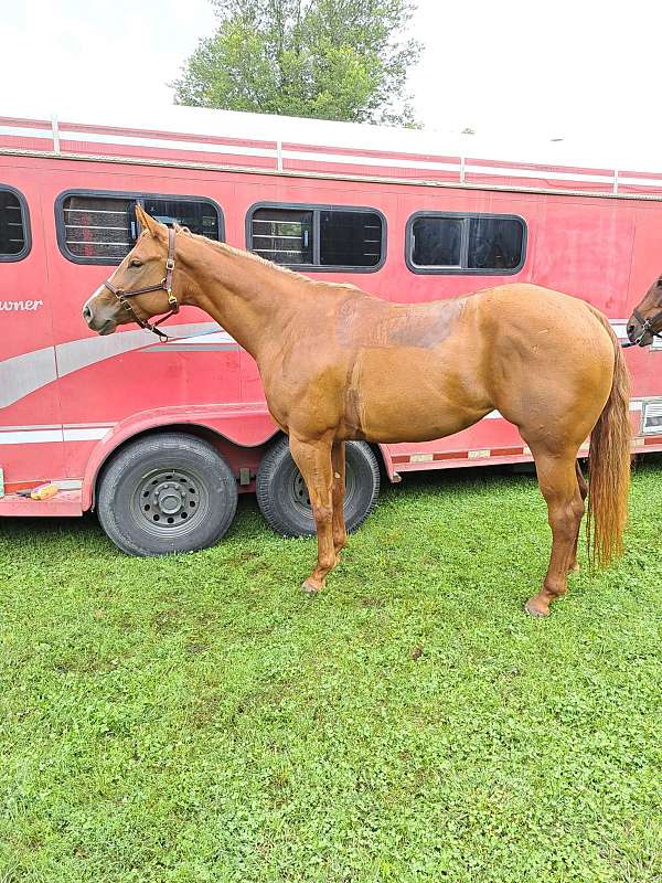 equitation-quarter-horse