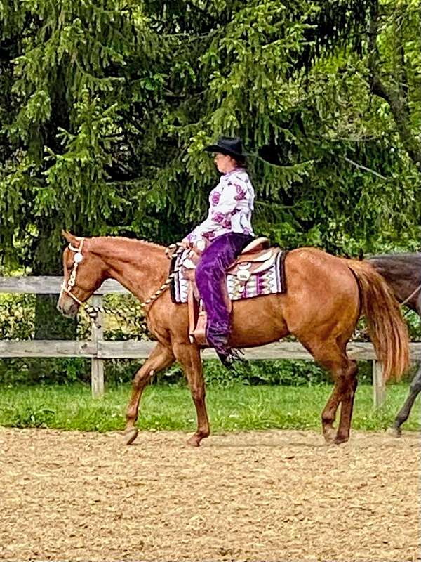 trail-riding-quarter-horse