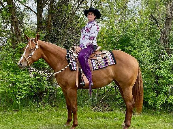 western-pleasure-quarter-horse