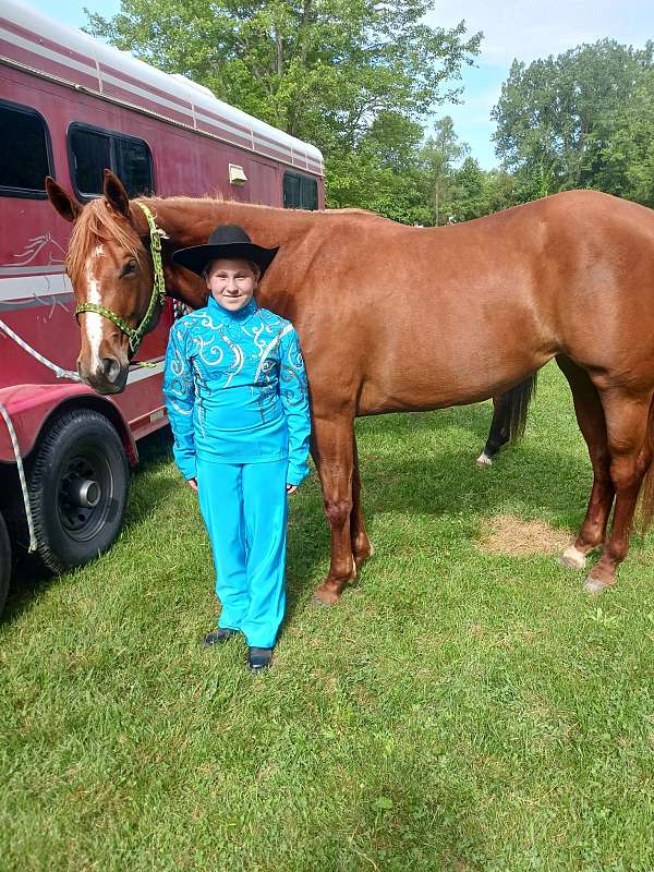 trail-quarter-horse