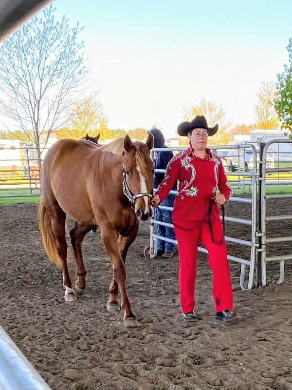 chestnut-all-around-horse