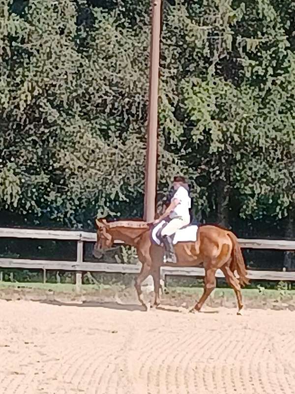 chestnut-english-pleasure-horse