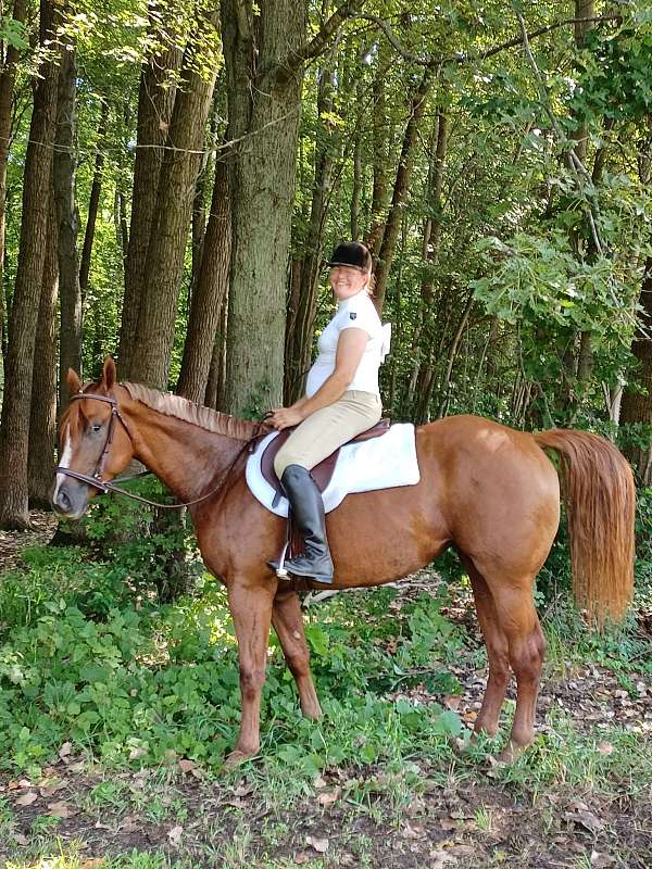 chestnut-athletic-horse