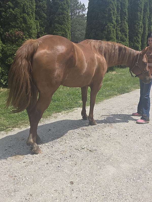 western-riding-quarter-horse