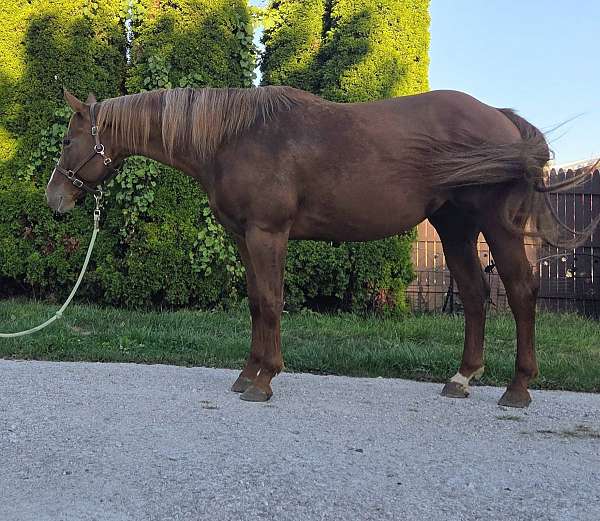 chestnut-quarter-horse-mare