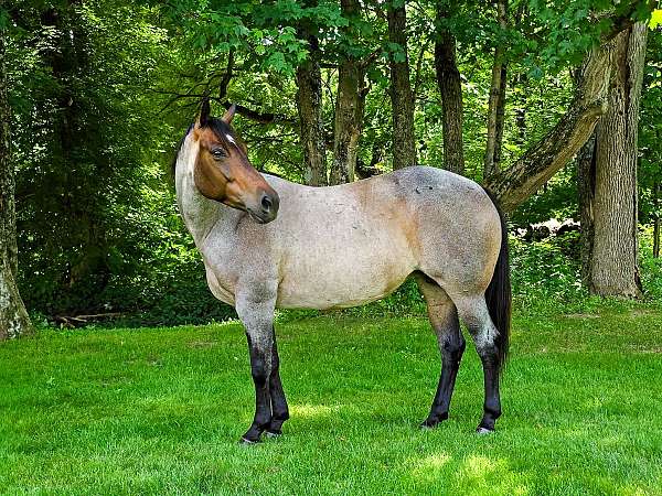 all-around-quarter-horse