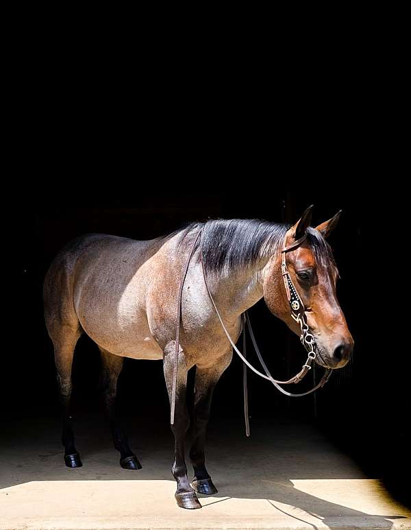 ranch-quarter-horse