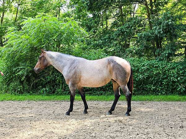 athletic-quarter-horse