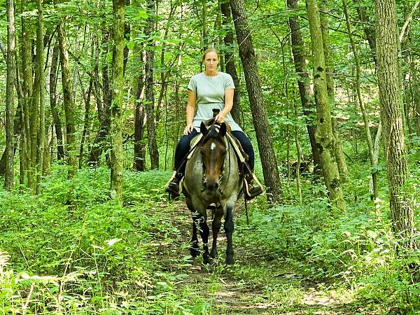 show-quarter-horse