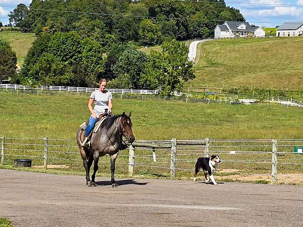 trail-quarter-horse