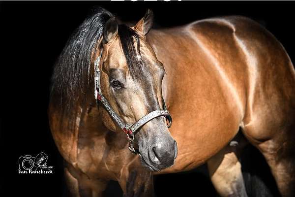 blue-roan-quarter-horse-mare