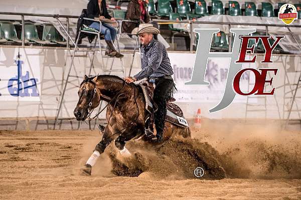 blue-roan-all-around-horse