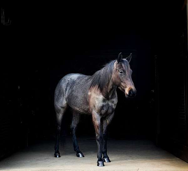 blue-roan-athletic-horse