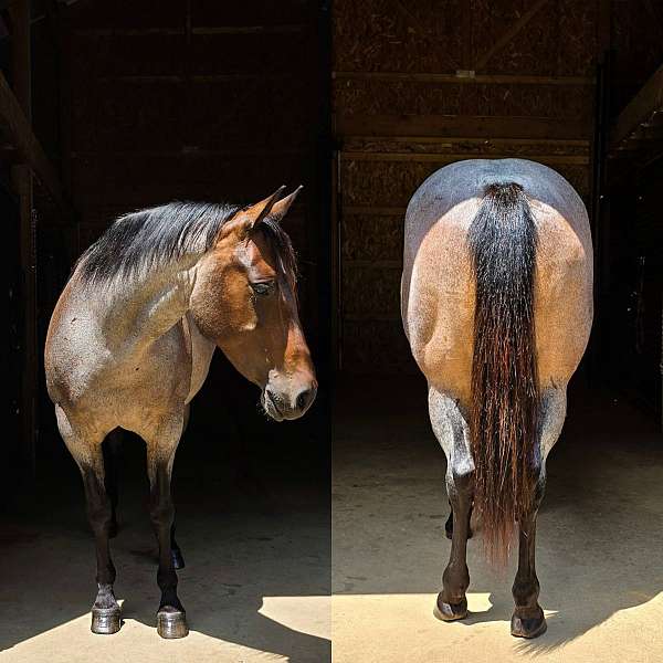 ranch-versatility-quarter-horse
