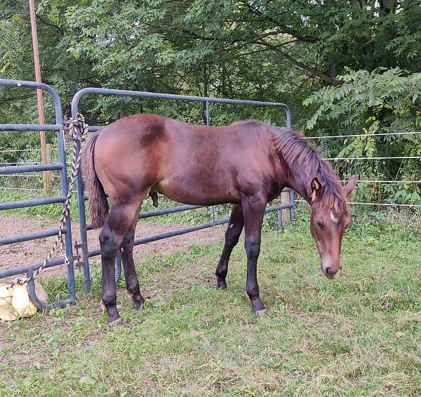blue-roan-ranch-versatility-horse
