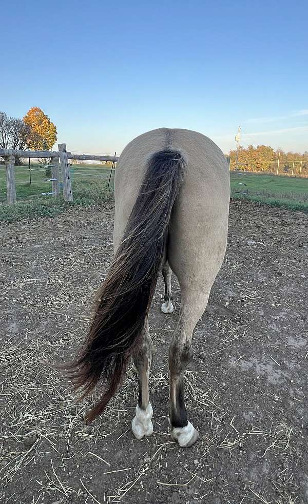 dun-dunskin-aqha-gelding