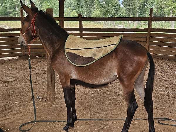 mule-paso-fino-horse-for-sale