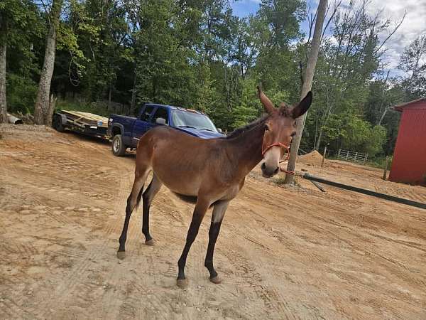 mule-paso-fino-horse