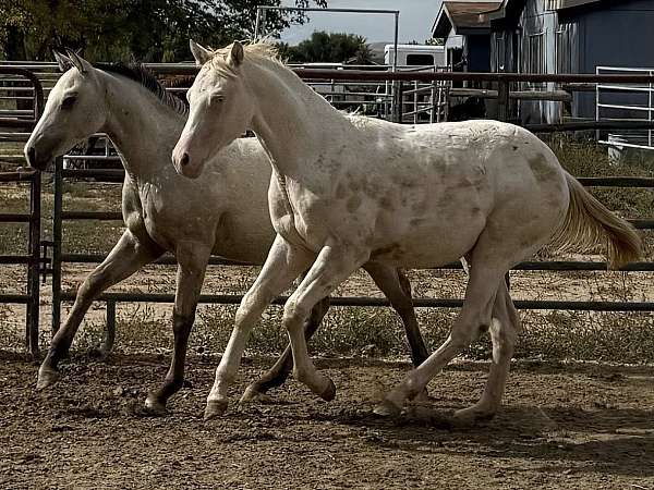 perlino-rodeo-pickup-horse