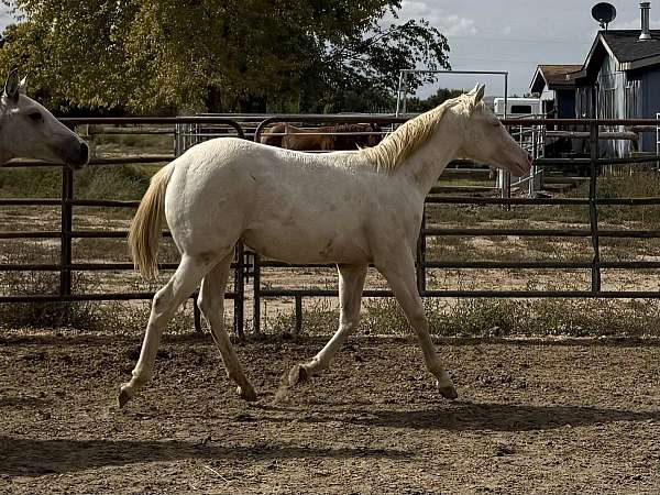 ranching-filly