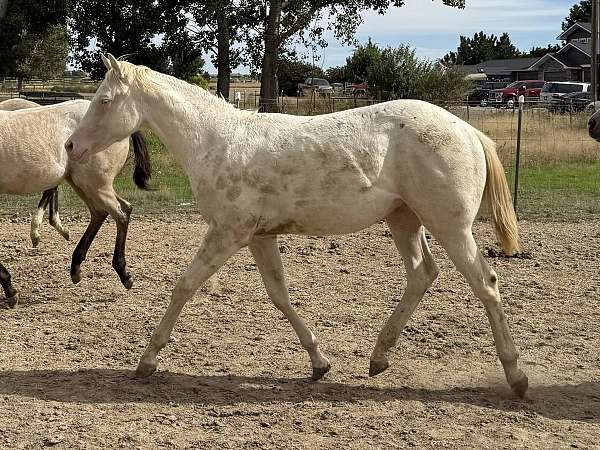 perlino-rodeo-queen-horse