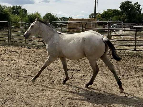 dunskin-rodeo-queen-horse