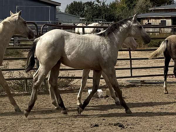 dunskin-steer-roping-horse