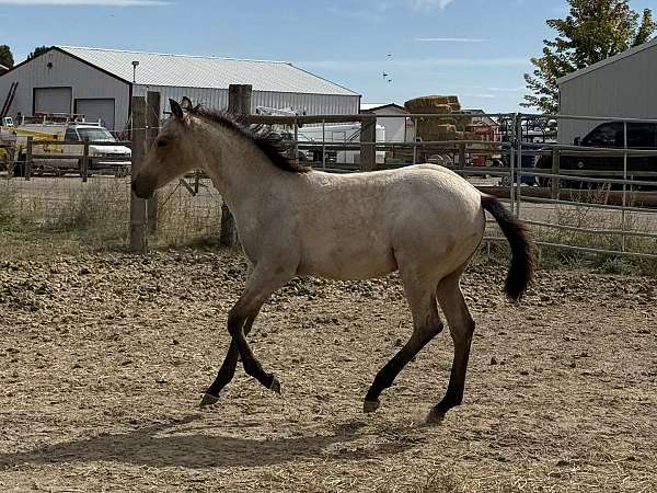 buckskin-roan-horse