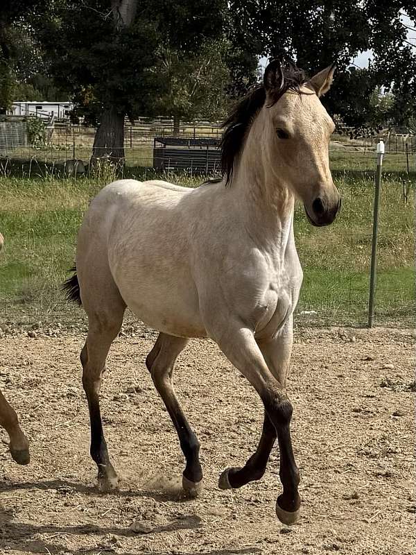 quarter-horse