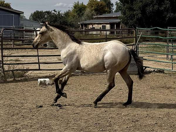 roan-horse