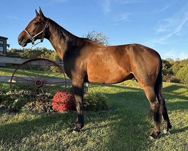 show-racking-standardbred-horse
